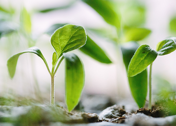 plants growing in dirt