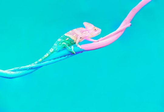 chameleon on blue background