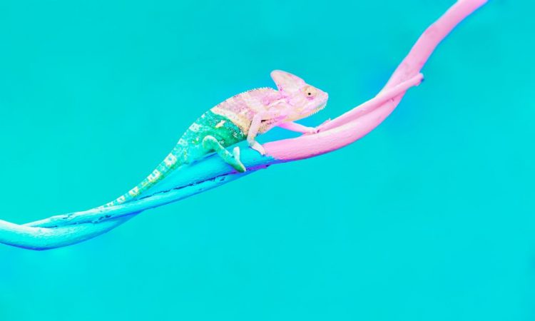 chameleon on blue background