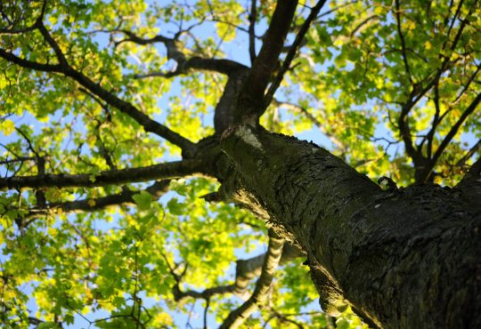 a tree seen from below