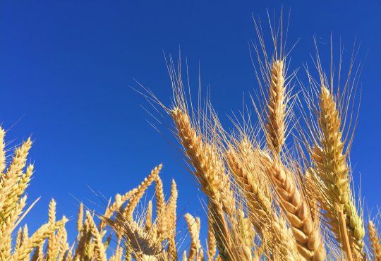wheat in field