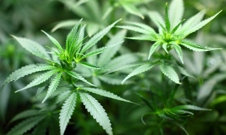 marijuana leaves