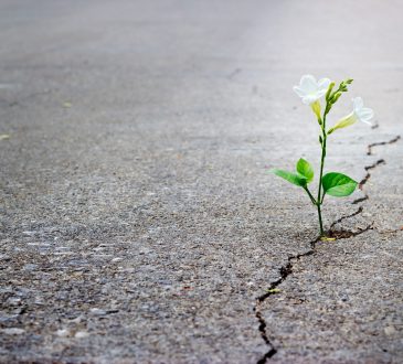 white flower growing out of crack in pavement