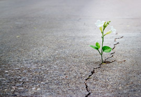white flower growing out of crack in pavement