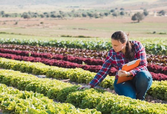 woman checking lettuce in field