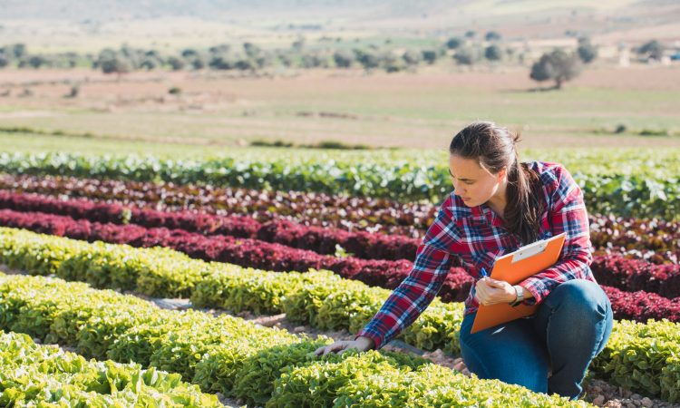 woman checking lettuce in field