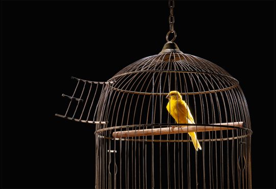 bird sitting in cage with door open