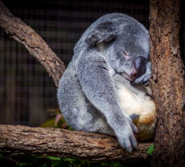 koala sleeping in a tree