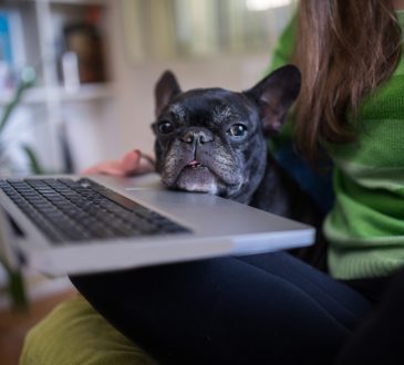 dog with chin resting on laptop