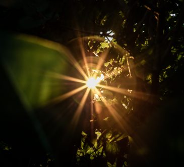 ray of light shining through trees