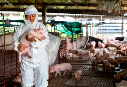 Veterinarian Doctor Examining Pigs at a Pig Farm