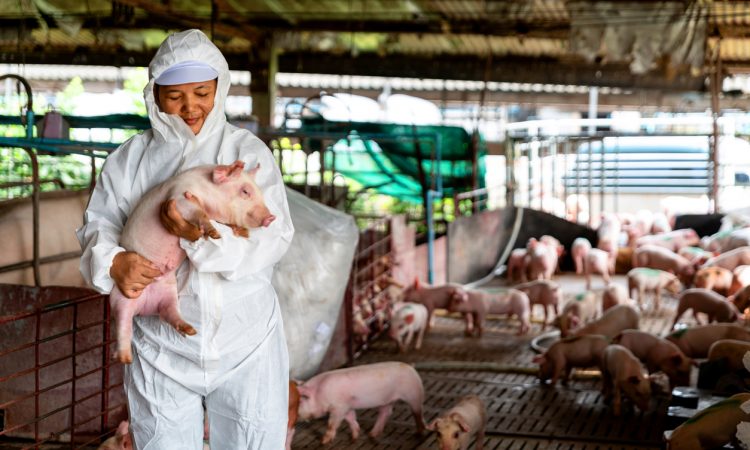 Veterinarian Doctor Examining Pigs at a Pig Farm