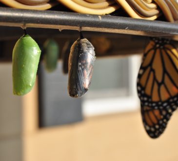 butterfly and chrysalis