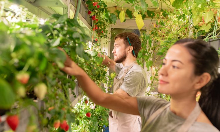 Young male gardener in apron and casualwear taking care of strawberries