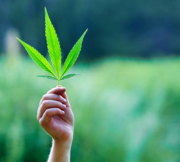 Hand holding a leaf of marijuana