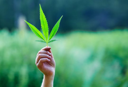 Hand holding a leaf of marijuana