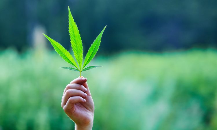 Hand holding a leaf of marijuana