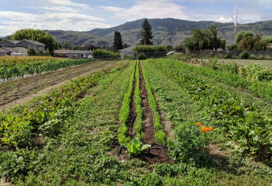 carrots growing in farmer's field