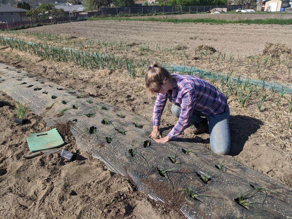 The author planting in a field