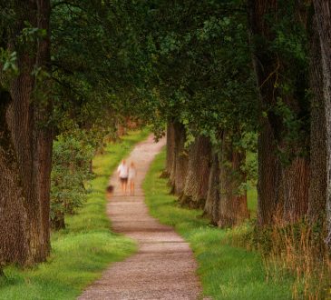 pathway through forest