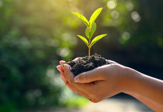 hands holding plant in soil