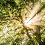 Closeup of sunburst sun rays through leaves of large green tree