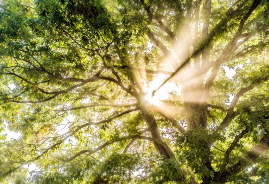 Closeup of sunburst sun rays through leaves of large green tree