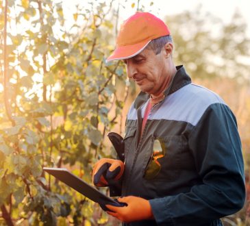 Picture of adult lumberman in working uniform standing in woods and looking at projects on his tablet.