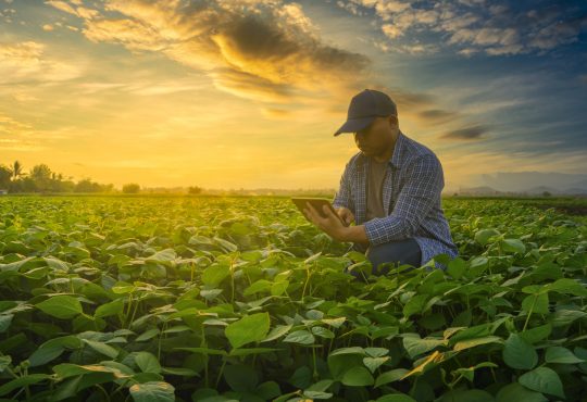 Farmer using smartphone in mung bean field