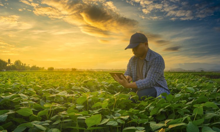 Farmer using smartphone in mung bean field