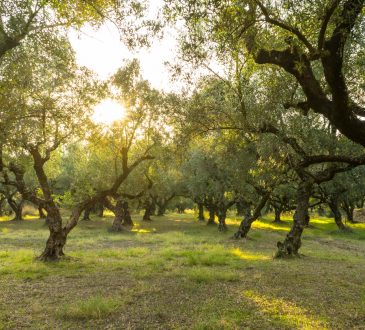 sunlight shining in grove of olive trees