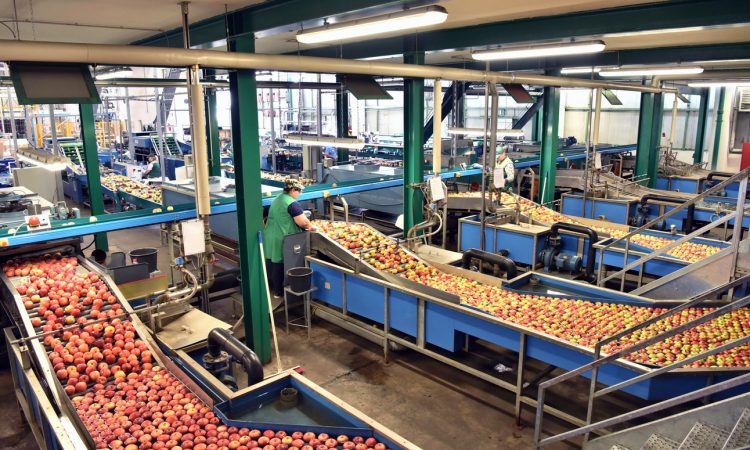 people working in apple processing plant