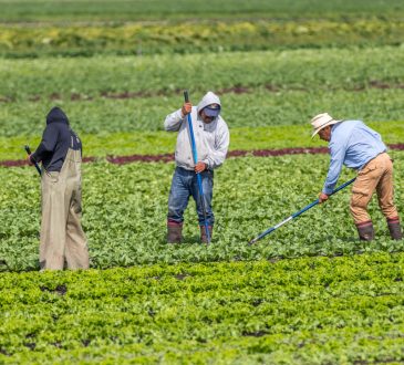 migrant farm workers hoe weeds in a farm field of produce in BC.