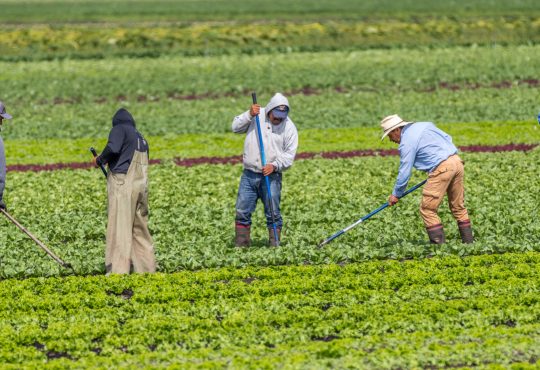 migrant farm workers hoe weeds in a farm field of produce in BC.