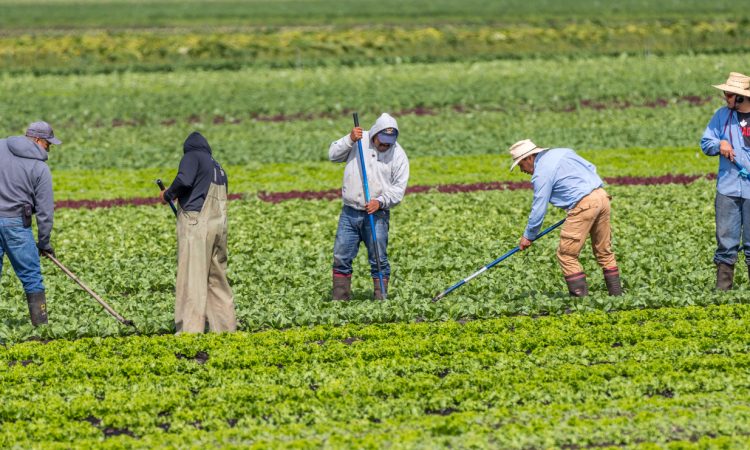 migrant farm workers hoe weeds in a farm field of produce in BC.