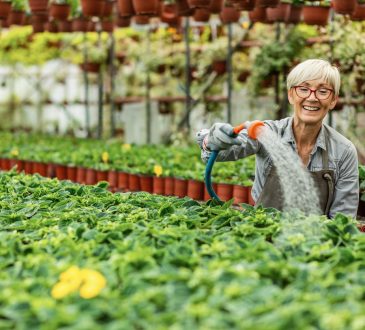 Older woman watering flowers in nursery.