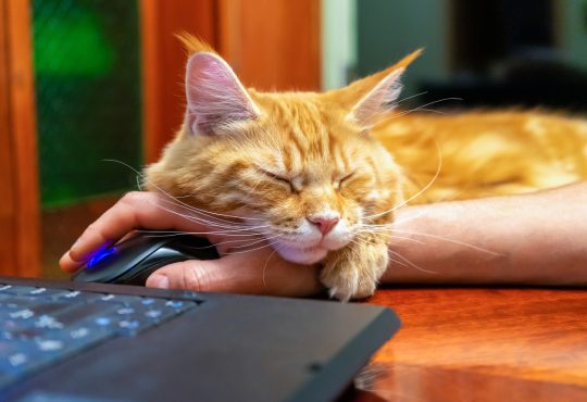Orange cat sleeping on human hand with computer mouse on table near laptop at home.