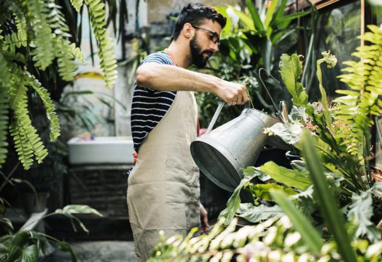 Man watering plants in greenhouse.