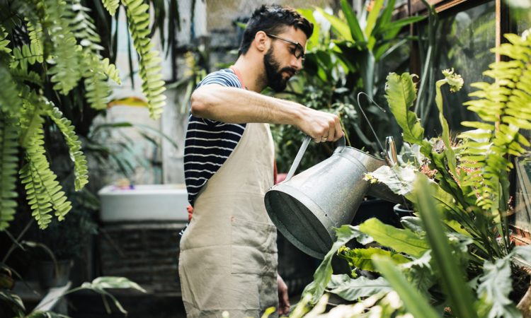 Man watering plants in greenhouse.