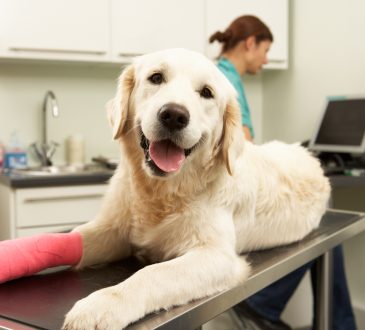 Female Veterinary Surgeon Treating Dog With Injured Leg