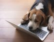 Beagle lying down on top of laptop
