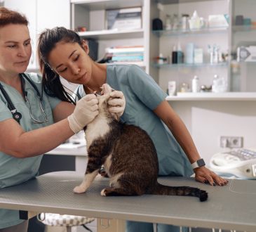 Veterinarian and intern examining cat