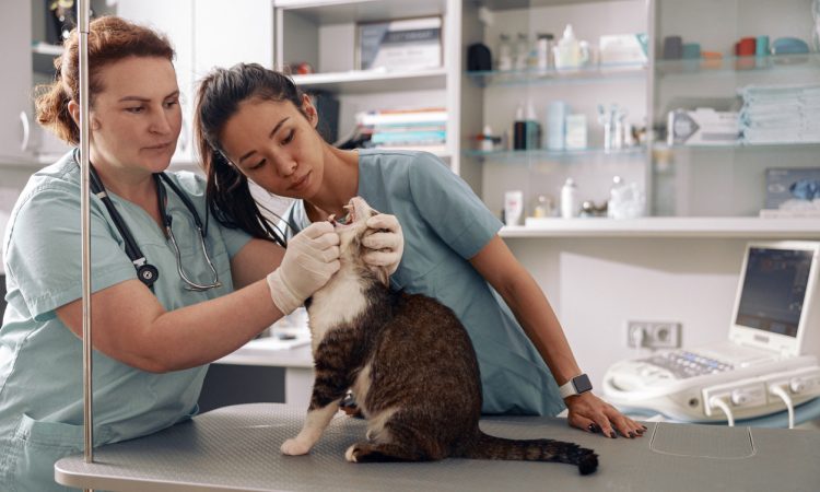 Veterinarian and intern examining cat