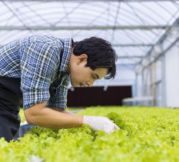 Man hunched over lettuce plants in greenhouse