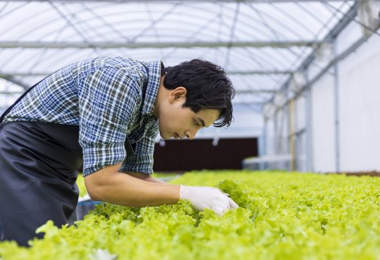 Man hunched over lettuce plants in greenhouse