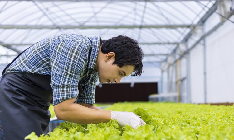 Man hunched over lettuce plants in greenhouse