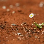 Blooming daisy plant surviving on red hot desert