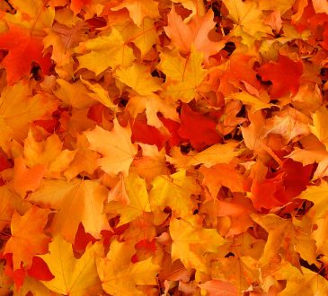 Pile of yellow and red leaves