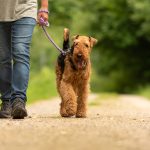 Man walking airedale terrier on path through wooded area.