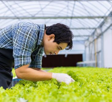 Man working in greenhouse